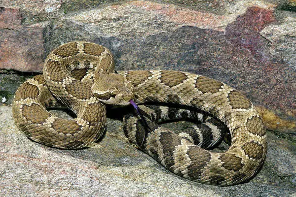 Ts̓egtín